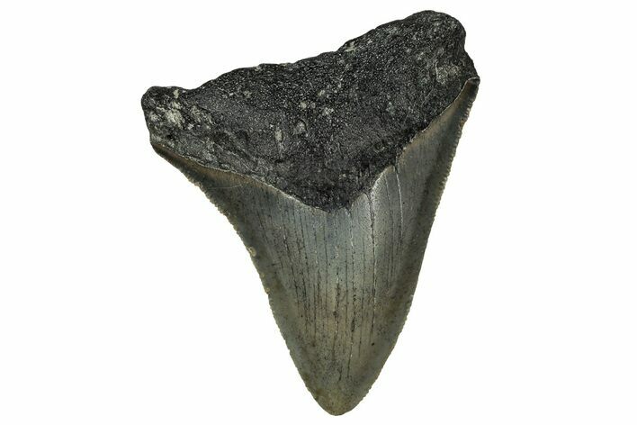 Serrated, Juvenile Megalodon Tooth - North Carolina #351184